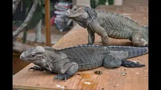 Rhinoceros Iguana Mating 2020