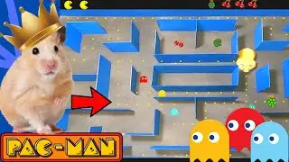 Hamster Escape  Pacman Maze With Traps [OBSTACLE COURSE]