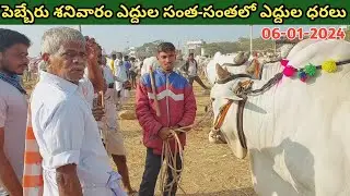పెబ్బేరు శనివారం ఎద్దుల సంత | Pebbair Saturday Bulls market | Ongole Bulls | 06-01-2024 ‎@purnafarms