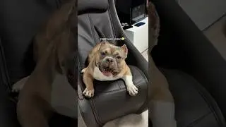 He himself is shocked by what he did 😂 (bullies rarely bark)