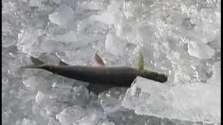 Подледный Лов Хариуса