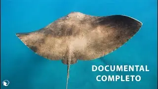 Islas Canarias: refugio de mantelinas