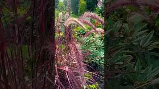 Пеннисетум, рододендрон, хауттюйния, канна 🌟Утро сада🌟Mein Garten 🌟10.09.24