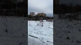 #tiktok #shorts #собака