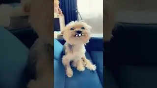 Snapchat маски для нашего Изюма ) снапчат /снэпчат  short 