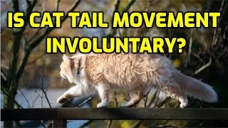 Do Cats Have Control Over The Movement Of Their Tails?