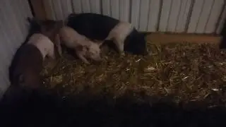 My 3 little pigs!