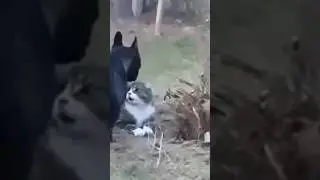 ASMR Дон