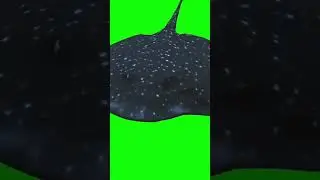 GREEN SCREEN VIDEO CHROMAKEY VIDEO BACKGROUND CHANGE STINGRAY SEA ANIMAL SHARK UNDER WATER CREATURE