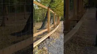 олени в софиевском парке