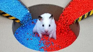 The World's Largest Hamster Prison Maze 🐹 The Best Hamster