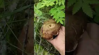 Белые грибы начинаются! 4 июня 2024