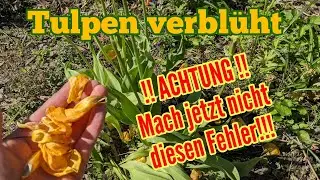 Tulpen verblüht: Fast ALLE machen jetzt diesen FEHLER!