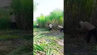 Amazing Modern Farming Techniques 🚜 🎋 😲 