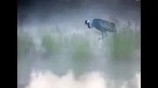 Dawn in the wetland - awakening of the wilderness
