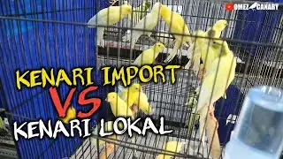 KENARI IMPORT itu gampang‼️Tips pengondisian curhatan pemula