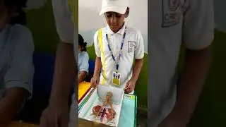 Ruthvik presentation on human excretory system