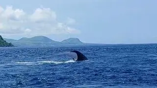 Whale Watching Surface Interval