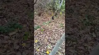 С ягдтерьером на рыбалку