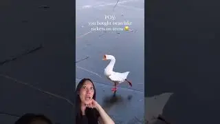 ACTUAL swan lake LOL 🦢  