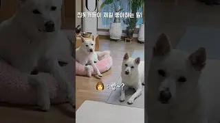 산책보다 더 좋아하는 단어! / 진돗개 진주, 밀크 #백구 #강아지 #반려견 #강아지일상 #진돗개