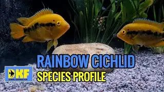 RAINBOW CICHLID SPRCIES PROFILE