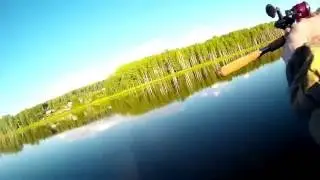 Щука выпрыгивает при вываживании.