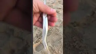 Сарган морской хищник