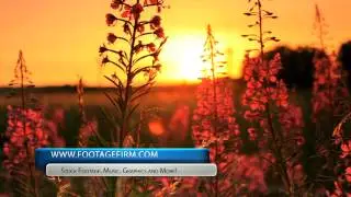 Footage Firm Free Nature Dolly Stock Footage: Flowers and Sunlight