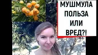 МУШМУЛА! ПОЛЬЗА ИЛИ ВРЕД?!