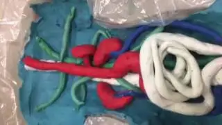 Human body model