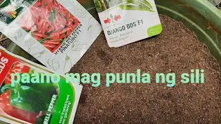 paano mag punla ng sili hot pepper,bell pepper&siling panigang