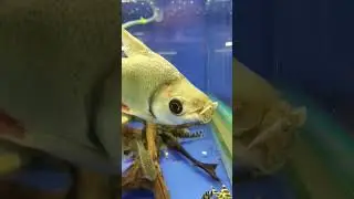 рыбки разные нужны, рыбки разные важны.