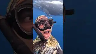 Can you play with a 40 tonne Humpback Whale? Yes you can! #freediving #underwater #humpback #diving