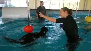 Dog fitness