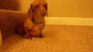 Dachshund dries off after taking a bath