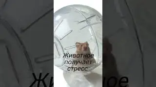 Почему запрещены шары для грызунов