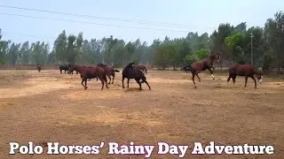 Happy Polo Horses Frolic in the Rain – A Delightful Sight