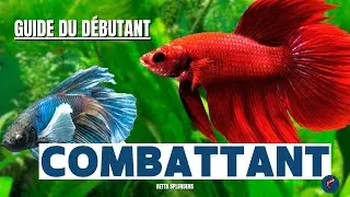 Guide to caring for a betta fish (easy and complete)