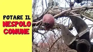 PRUNING THE COMMON MEDLAR TREE