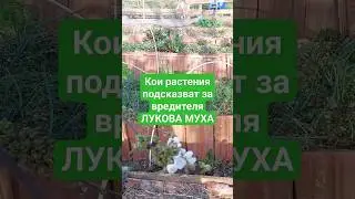 Кога започва полетът на луковата муха? Не я виждаме, но други растения ни предупреждават за нея