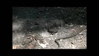 Tigersnake Notechis scutatus Main Ridge