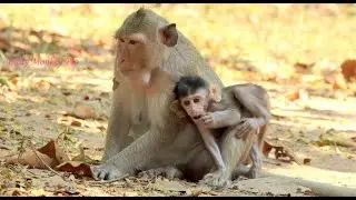 Little baby monkey with mother happily to play around