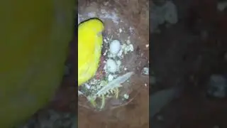 13. Budgerigar Baby Hatching Time (24.07.2021)