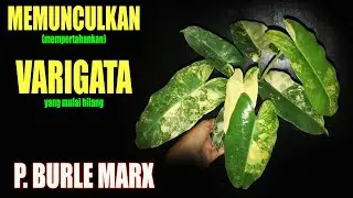 MENUMBUHKAN VARIEGATA TANAMAN BREKELE | PHILODENDRON BURLE MARX VARIEGATED