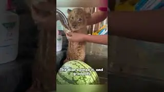 This little lion cub was desperate for its mother's milk but wasn't even allowed a sip.  