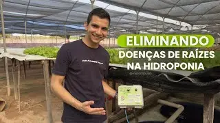 Eliminando doenças de raízes na hidroponia