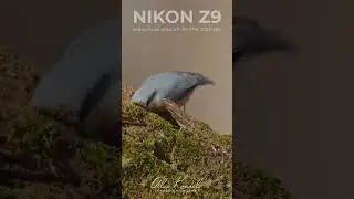 Nikon Z9, video Auto-area AF test #shorts