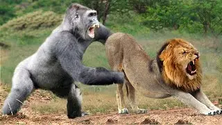 Lion Mistakes When Challenged Gorilla - Herd of Gorilla Rescue Warthog From Lion, Warthog vs Lions