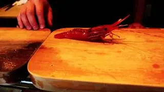 Higo Sushi live Amaebi Sweet Shrimp